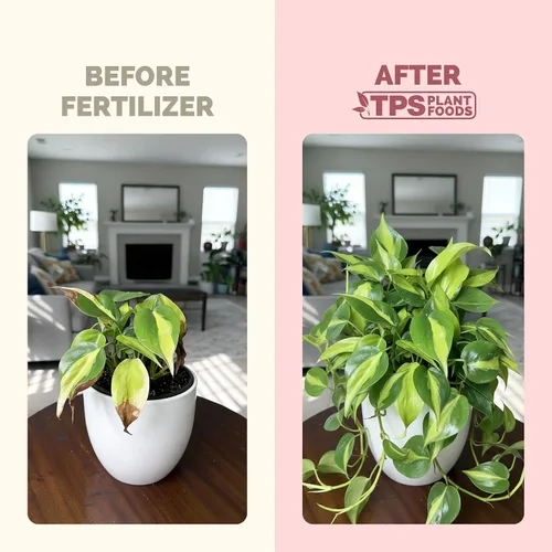 Miniatura 3 de Philodendron Fertilizer - Alimento líquido vegetal para hojas más grandes, follaje exuberante y crecimiento nuevo, 8 onzas