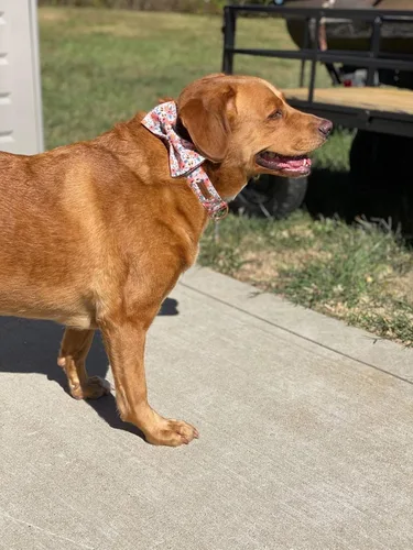 Miniatura 6 de Unique style paws - Collar para perros con lazo de corbatín, collares ajustables para perros y gatos pequeños, medianos y grandes