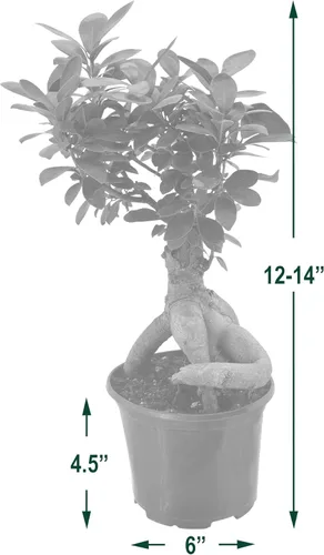 Miniatura 4 de Arcadia Garden Products LV62 - Bonsái de Ginseng Ficus vivo para interiores en maceta de plástico de cultivo de 6 pulg., 15 cm, verde *Vendido por