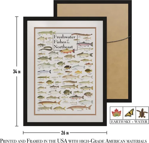 Miniatura 3 de Earth Sky + Water - Peces de agua dulce del noreste - Pósters de doble estera con marco negro