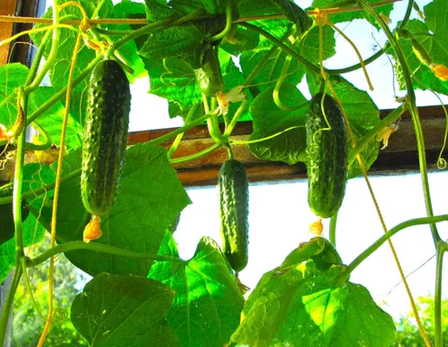 Miniatura 2 de Semillas de pepino de interior F1 Semillas para plantar en interiores Planta anual de 10 semillas