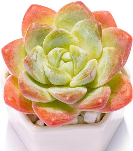 Echeveria - Plantas suculentas vivas raras de color verde hielo, planta viva rosa de 1 cabeza de 3.5 pulgadas, paquete sin maceta y tierra,