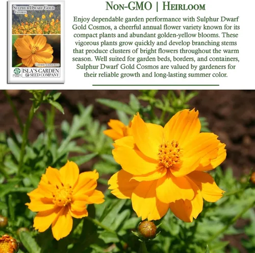 Miniatura 3 de Semillas de flores de cosmos de oro enano azufre para plantar, más de 100 semillas de flores por paquete, semillas de jardín de Isla