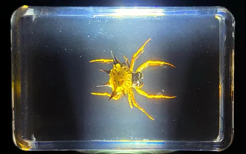 Miniatura 8 de Murciélago de bambú real menor de 5.5 pulgadas en resina de Lucite cristalina, espécimen de pisapapeles, colección de manualidades de taxidermia
