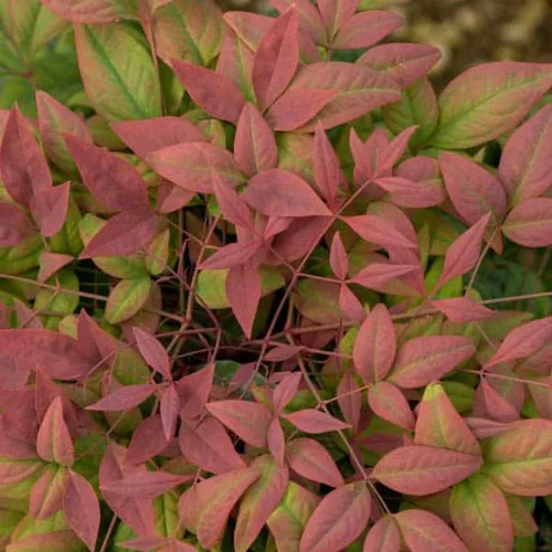 Miniatura 4 de Blooming & Beautiful - Blush Pink Nandina - 3 gal - Southern Living - Arbusto de hoja perenne enana - Follaje de color rosa - Compacto de bajo