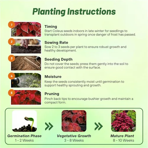 Miniatura 4 de Outsidepride Wizard Velvet Red Coleus Semillas para plantar – 200 piezas anuales, compactas y fáciles de cultivar, semillas de flores con follaje