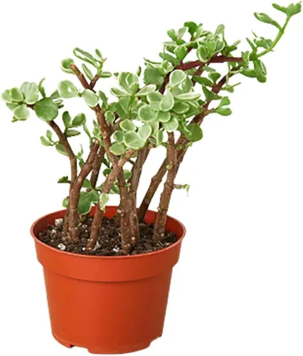 Miniatura 21 de Planta de serpiente Laurentii Sansevieria Trifasciata Planta viva para interior Diferentes plantas de interior en maceta de 4 y 6 pulgadas