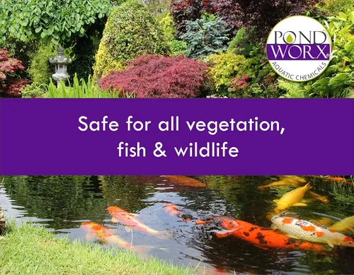 Miniatura 5 de Pondworx Pond Bacteria - Concentrado y formulado para características del agua - Seguro para Koi - 16 onzas y trata hasta 2,500 galones de agua