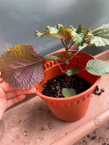 Miniatura 6 de Gaea's Blessing Semillas de Shiso coreanas (Perilla), semillas tradicionales sin OMG con instrucciones de siembra fáciles de seguir, perilla