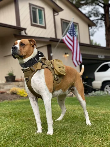 Miniatura 6 de Collar táctico para perro con asa - Collar militar ajustable de entrenamiento para perros de nailon suave y hebilla de metal resistente para perros