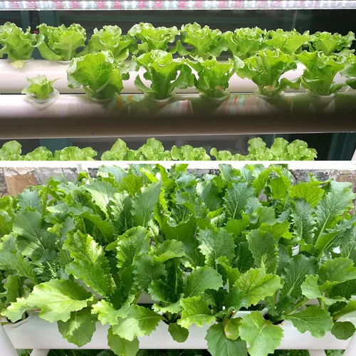 Miniatura 5 de Sistema de cultivo hidropónico NFT de 36 agujeros con ciclo especial de sincronización de fertilizantes, kit de plantas de jardín de tubería de PVC