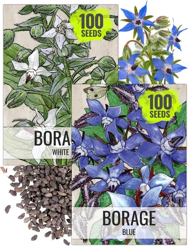 Miniatura 10 de Seed Needs Semillas de manzanilla para plantar manzanilla alemana y romana, semillas de hierbas sin OMG y sin tratar para plantar un jardín