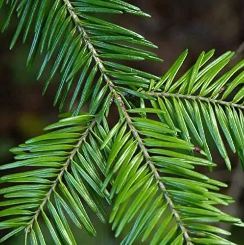 Marca – World of Fir, Pine, Spruce Tree Seeds for Bonsai, Hobby, Landscape, EZ-PAC You Choose Color (Balsam Fir - 0.25 oz)