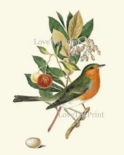 Miniatura 4 de LoveThePrint Beautfiul - Juego de 4 impresiones artísticas de pared de pájaros, bosque antiguo, al aire libre, naturaleza, ciencias naturales