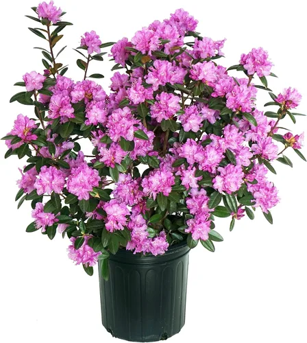 Miniatura 11 de Rododendro 'Aglo' (Rododendro) Perenne, flores rosas, #2 - Tamaño Contenedor