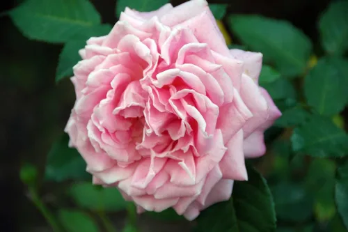 Miniatura 2 de 50 La France PINK CARNATION Dianthus Caryophyllus Chabaud Flower SeedsComb S/H by Seedville