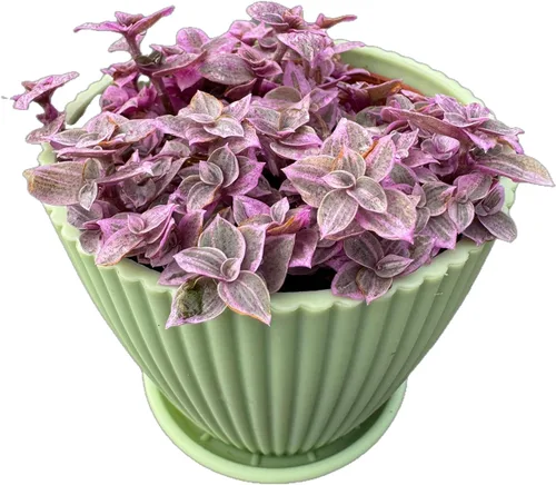 Plantas suculentas vivas Pink Lady (4 pulgadas), vienen con maceta de plástico moderna, planta de interior de fácil cuidado, regalos únicos,