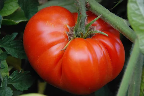 Miniatura 6 de Semillas Red Giant Beefsteak Tomate - Vegetales tradicionales - Sin OGM