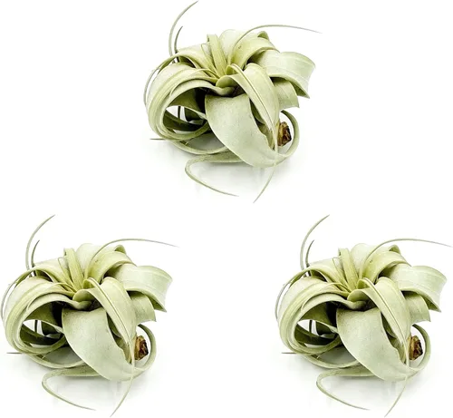 Miniatura 9 de ragnaroc Plantas de aire – Tillandsia Xerographica, gigante de 9-14 pulgadas – 1 unidad – Llegada viva garantizada – Plantas