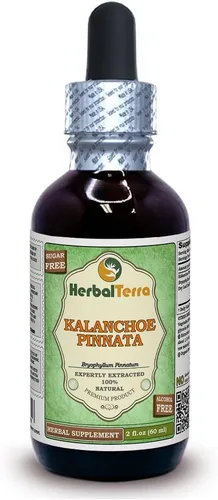 Herbal Terra LLC Kalanchoe Pinnata (Bryophyllum Pinnatum) Extracto líquido sin alcohol de hojas secas y tallos de glicerita, 2 onzas líquidas,