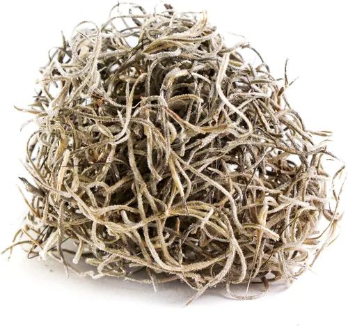Miniatura 2 de SuperMoss (26911 Musgo Español Seco, Natural, 8 Onzas (Paquete de 2)