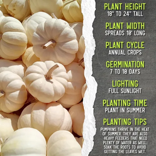 Miniatura 7 de Seed Needs Semillas de calabaza para plantar calabazas en miniatura Baby Boo, reliquia sin OMG y semillas de Cucurbita sin tratar para plantar un