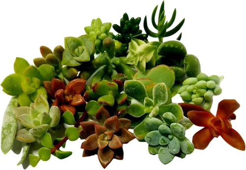 Miniatura 3 de 10 mini esquejes de suculentas vivas surtidos, no hay 2 suculentas iguales, ideales para terrarios, mini jardines y como plantas de inicio. Plantas