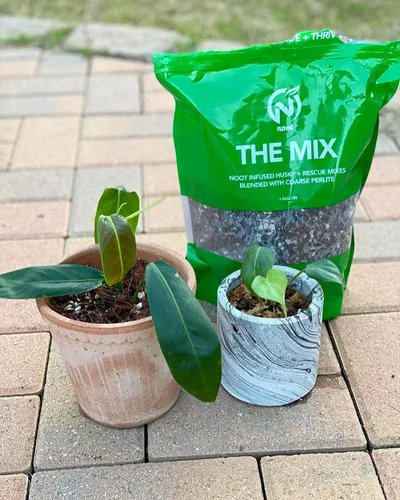 Miniatura 3 de Mezcla de tierra para macetas Noot para plantas de interior y de casa – 1 galón – Orquídea, suculenta, cactus, aroid, planta de casa, Monstera