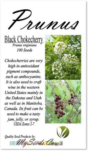 Miniatura 4 de Prunus virginiana (Chokecherry negro) Semilla de árbol, flores blancas fragantes, frutos rojos oscuros brillantes o negruzcos, elige