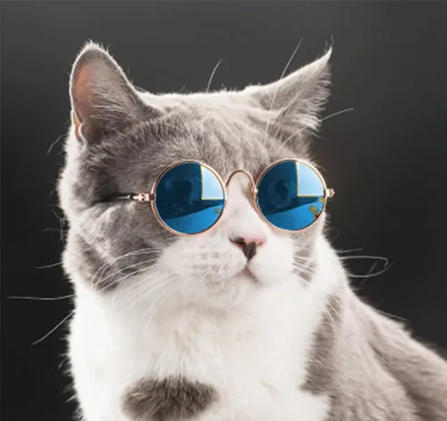 Miniatura 2 de 8 piezas de gafas de sol para mascotas, perro, gato, corbatín para mascotas, disfraz de mascota, collar formal ajustable para gatos, perros