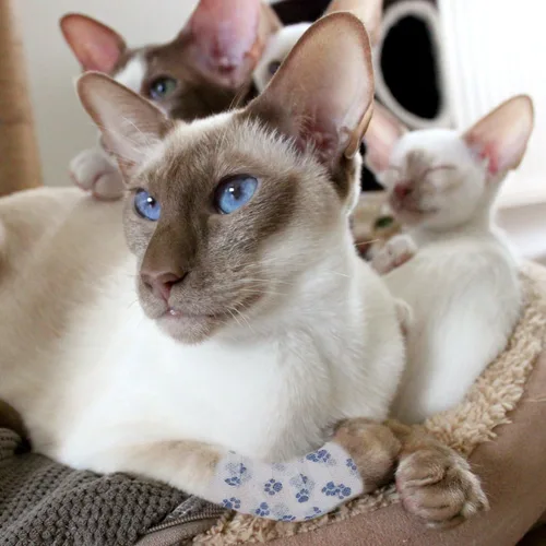 Miniatura 3 de Vendaje cohesivo para mascotas, cinta adhesiva autoadherente, rollos de gasa elástica multifunción, cinta veterinaria de primeros auxilios