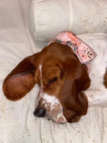 Miniatura 5 de Elegant little tail - Collar ajustable con corbatín para mascotas, suave, cómodo y elegante, para perros y gatos pequeños, medianos y grandes 2-Flor