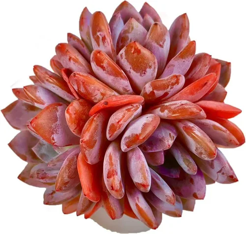 Miniatura 11 de Plantas suculentas vivas, Echeveria Onslow variegada de 3.2 pulgadas, Plantas de interior mini, Planta viva de raíz desnuda sin tierra, Plantas