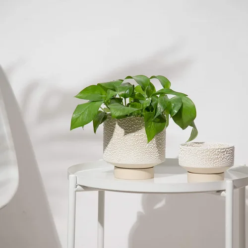 Miniatura 3 de UBEE Maceta de cerámica para plantas de interior Macetas de 5.5 pulgadas + 4.9 pulgadas con orificio de drenaje y platillo para aloe, plantas
