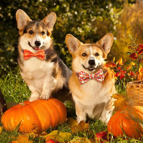 Miniatura 2 de Paterr 50 piezas de collar de Acción de Gracias para perro, accesorios de collar de perro de otoño para perros, lazos con bandas elásticas, dijes