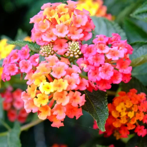 Miniatura 7 de 2 plantas Lantana vivas, en maceta, color rosa brillante, plantas vivas para plantar al aire libre, plantas Lantana arrastradas, planta Lantana