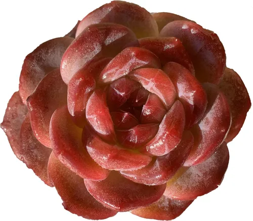 Miniatura 12 de Plantas suculentas vivas, Echeveria Onslow variegada de 3.2 pulgadas, Plantas de interior mini, Planta viva de raíz desnuda sin tierra, Plantas