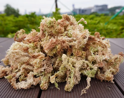 Miniatura 3 de 5oz de musgo sphagnum para propagación de plantas, excelente mezcla para macetas de orquídeas, ayuda a mantener la humedad