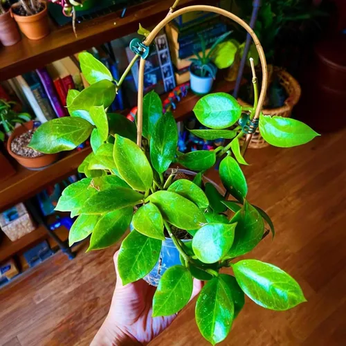 Miniatura 6 de Cambaverd Enrejado de plantas de interior para plantas trepadoras de 16 pulgadas, paquete de 6 enrejados de bambú para plantas en maceta