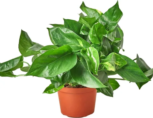 Miniatura 9 de Planta de serpiente Laurentii Sansevieria Trifasciata Planta viva para interior Diferentes plantas de interior en maceta de 4 y 6 pulgadas