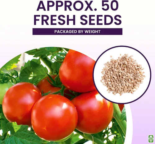 Miniatura 3 de Moneymaker Semillas de tomate para plantar, grandes y jugosas, uno de los tomates más deliciosos para el cultivo en casa, semillas de vegetales
