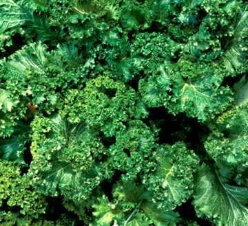 Miniatura 2 de Park Seed Savanna Hybrid Mustard Green Seeds, paquete de 350 semillas