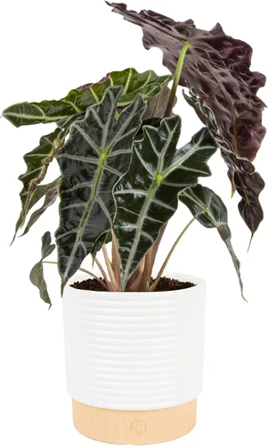 Costa Farms Alocasia Polly - Planta viva en maceta decorativa, planta de interior perfecta para decoración del hogar, habitación u oficina, gran