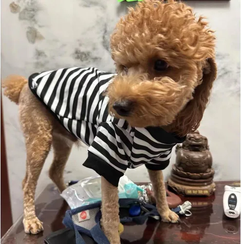 Miniatura 4 de Sudaderas con capucha para perro con anillo para correa, camisa cálida a rayas para perros pequeños, hembras, niños, gatos, suéter de invierno