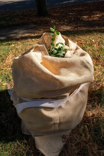 Miniatura 7 de Burlapper Burlap - Tela para Jardín, Natural