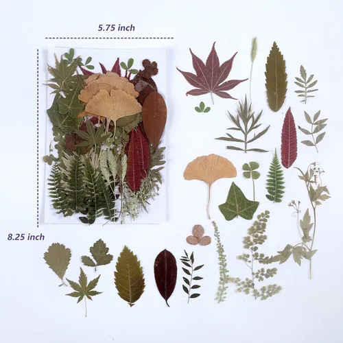 Miniatura 2 de 100 piezas de hojas verdes prensadas secas reales, herbario de plantas naturales para bricolaje, moldes de resina, fabricación de joyas y Verde-100
