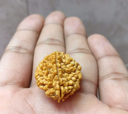 Wonder Care - Cuenta original de Rudraksha nepalí/cuentas de Rudraksha Natural Rudra Rudra Religioso Rosario, Pequeño, Madera, Sin gemas.