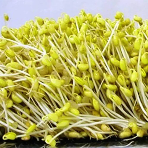 Miniatura 7 de Semillas de soja – Paquete de 1.06 oz ~ 175 semillas – Orgánicas, sin OMG – brotes germinantes, tofu, almacenamiento de alimentos, cultivo y huerto
