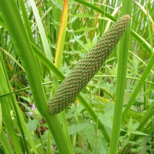 Miniatura 4 de Semillas de bandera dulce (Acorus Calamus americanus) Más de 50 semillas de hierbas medicinales en cápsulas de semillas congeladas para el jardinero