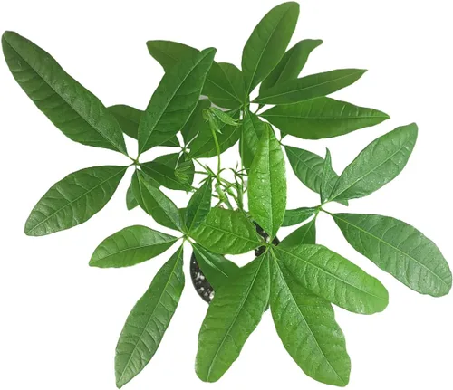 Miniatura 5 de Pachira Aquatica - Planta viva de árbol de dinero chino trenzado – Árbol bonsái vivo de 12 a 16 pulgadas de alto – Planta purificadora de aire